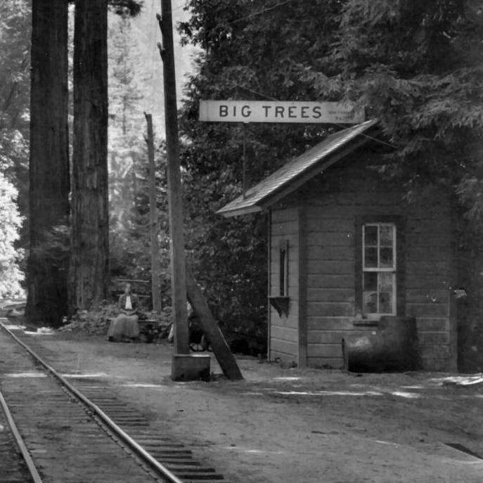 Big Trees circa 1902