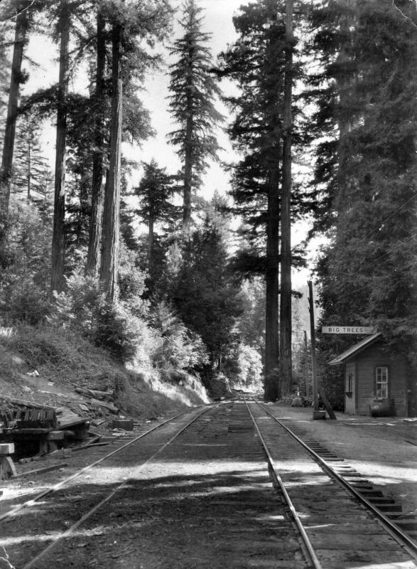 Big Trees circa 1902