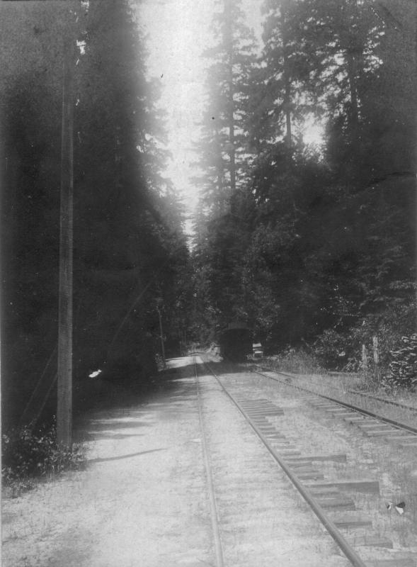 Big Trees circa 1900