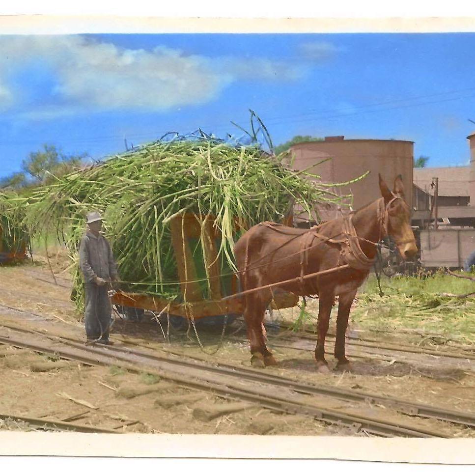 Waianae sugar company 2