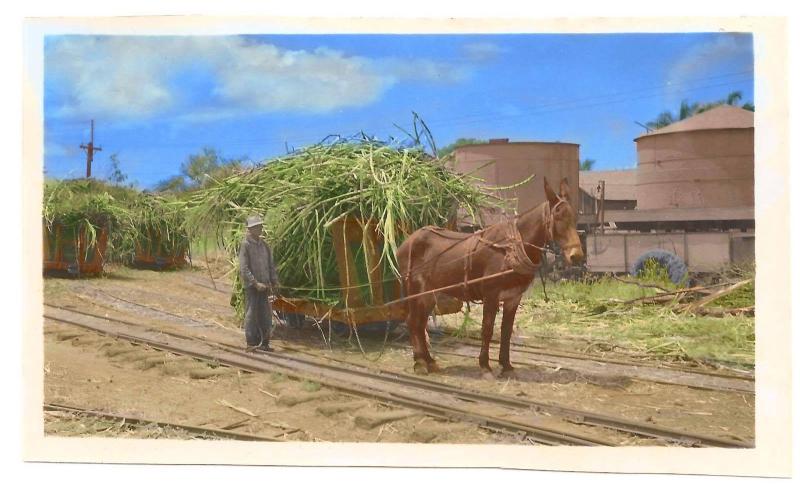 Waianae sugar company 2