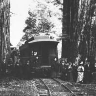 Picnicing in the Redwoods