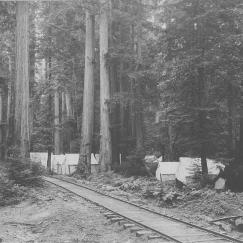 Rails Through Bohemian Grove