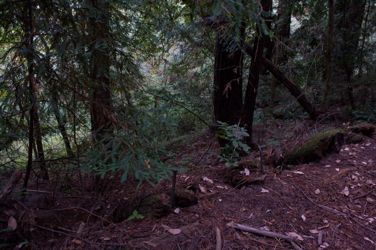 log-dump-above-molino