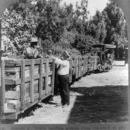 Italian Vineyard Company