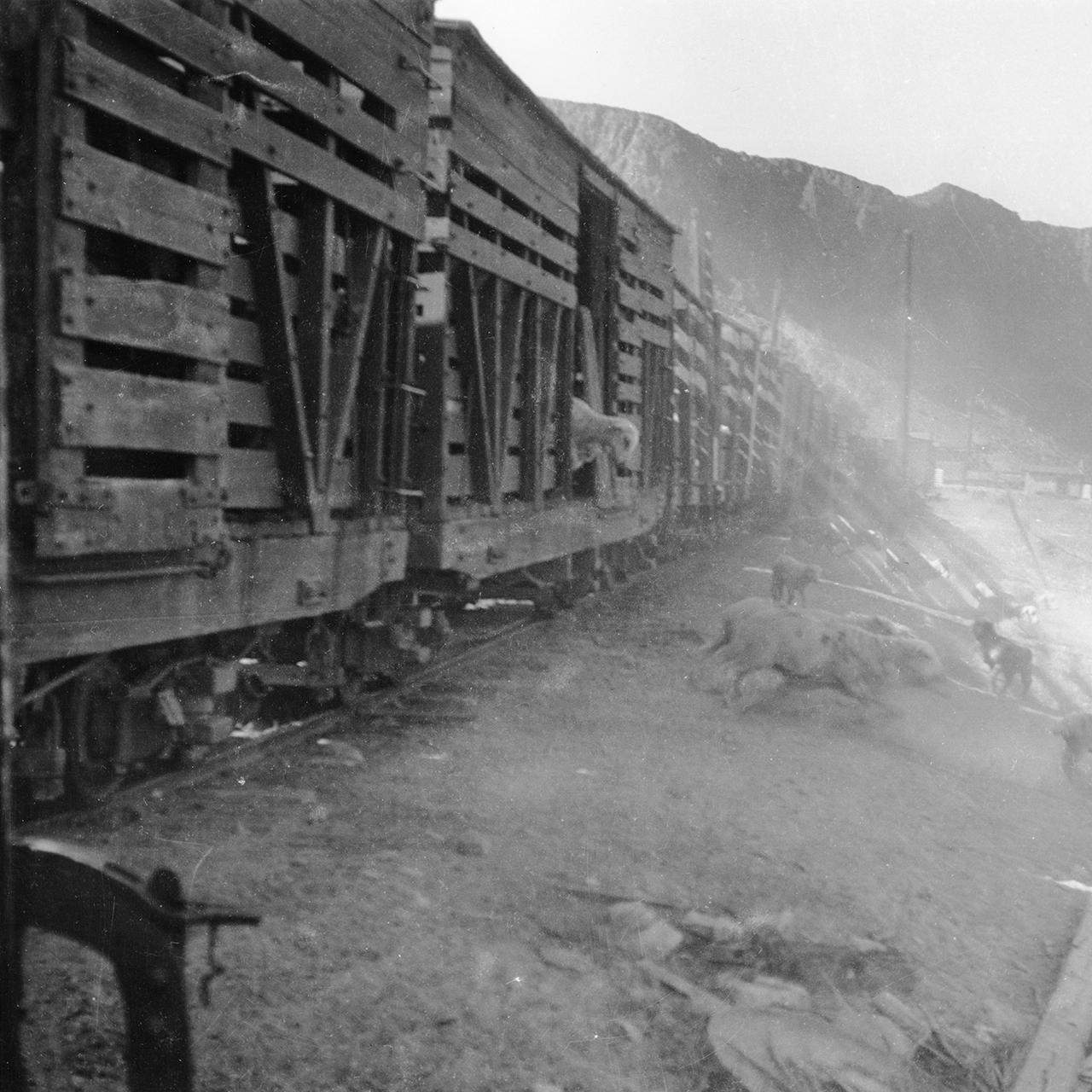 EN-unloading-sheep-in-Palisade-no-date