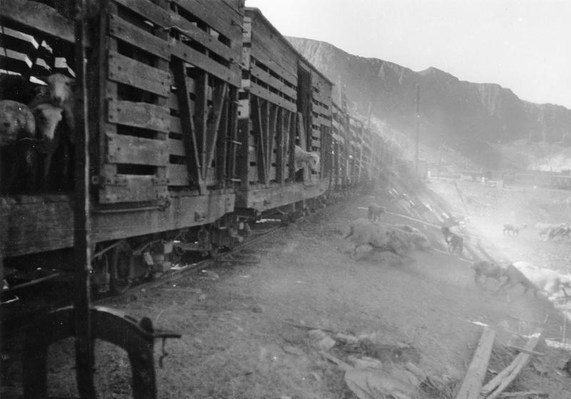 EN-unloading-sheep-in-Palisade-no-date